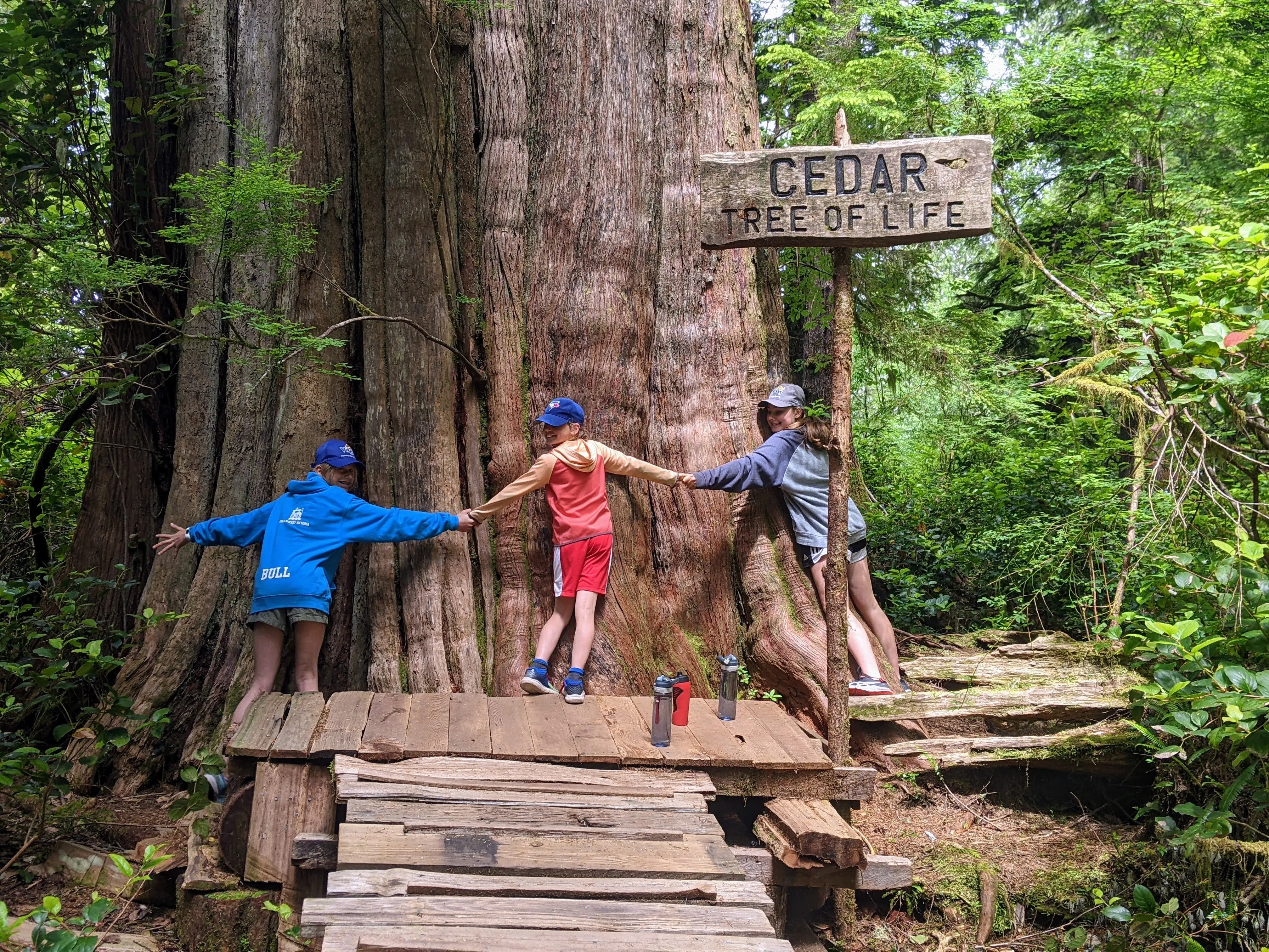 Big Tree Trail